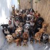 dogs.jpg