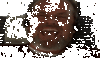 InsistentExemplaryGraysquirrel-size_restricted.gif