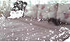 circles.gif