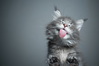 catLip.png