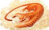 tiger-chasing-tail.jpg