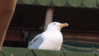 NO Seagul.gif
