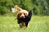 DogCapturesPrey.jpeg