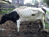 MoribundCow.jpeg