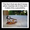roach.jpg