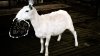Sheep%20Shearing-10.jpg