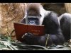 monkey.jpg