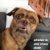 Crazed dog2.jpg