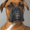 boxer.gif