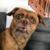 Crazed dog.jpg
