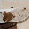 shitshoe1.jpg
