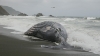 ebcbfc4d-a68d-4acb-ad06-7b84f425ec02-150505beachedwhale.jpg