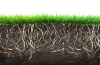 grass-and-roots-profile.jpg