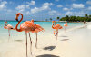 aruba-beach-FLAMINGO0617.jpg