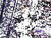 PxStL27.gif