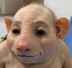 DrDave