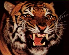 MadTiger