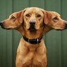 seven-headed dog