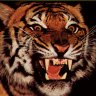 MadTiger