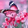 pinksunflower27