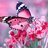 pinksunflower27